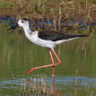 AA Bird Photography/Waders-images of waders and shorebirds.